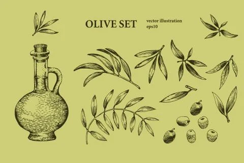 Set of olive tree branches. Engraving hand drawn style. Vector sketch Stock Illustration