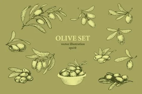 Set of olive tree branches. Engraving hand drawn style. Vector sketch Stock Illustration
