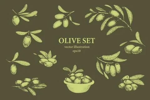 Set of olive tree branches. Engraving hand drawn style. Vector sketch Stock Illustration