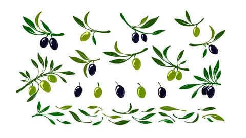Set of olives. Vector black and green macro fruit Stock Illustration