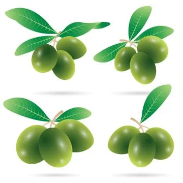 Set of olives vector Stock Illustration