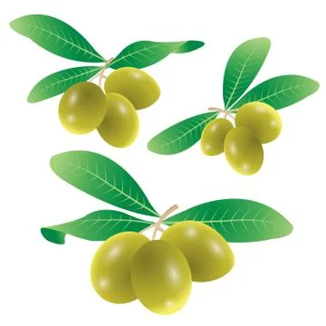 Set of olives vector Stock Illustration
