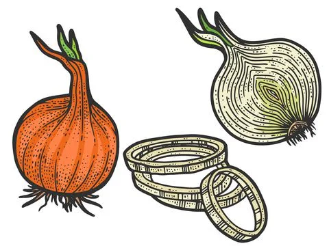 Set, onion in three types color. Line art sketch picture. Hand drawn. Stock Illustration