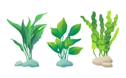 Set or Decorative Aquarium Algae oe Seaweed Poster Illustrazione stock