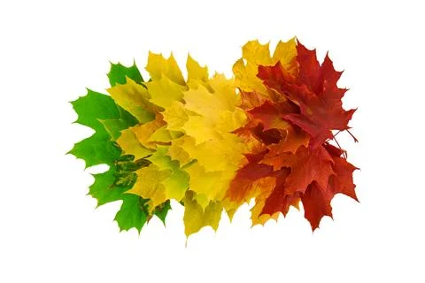 Set or various of autumn maple leaves lying in row isolated on white backgrou Stock Photos