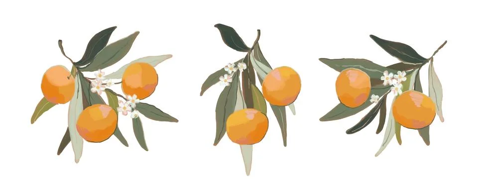 Set of orange branches. Hand drawn mandarin with ripe fruits, leaves and flowers Stock Illustration