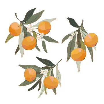Set of orange branches. Hand drawn mandarin with ripe fruits, leaves and flowers 스톡 일러스트
