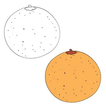 Set of orange drawn in black lines and painted, isolated object on a white Stock Illustration