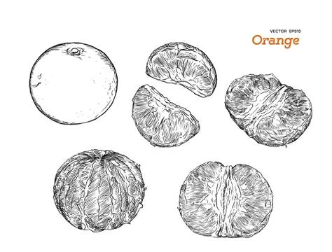 Set of orange , hand draw sketch vector. Stock Illustration