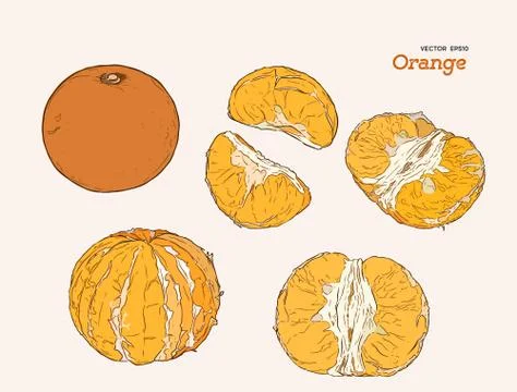 Set of orange , hand draw sketch vector. Stock Illustration
