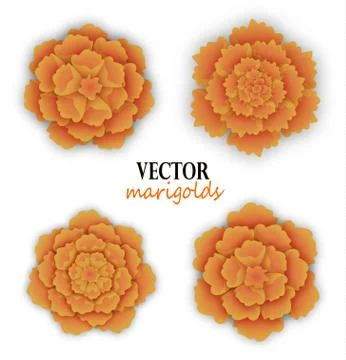 Set of orange marigolds Stock Illustration
