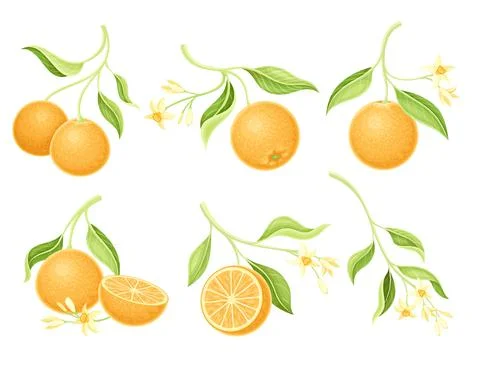 Set of orange tree branches with flowers, ripe tropical fruits and green leaves Illustrazione stock