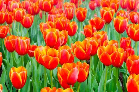 Set of orange  tulips Stockfoto's