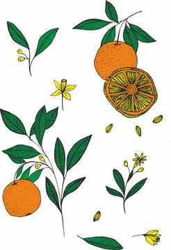 Set with oranges. Citrus tree branch collection. Vector elements isolated on  Stock Illustration
