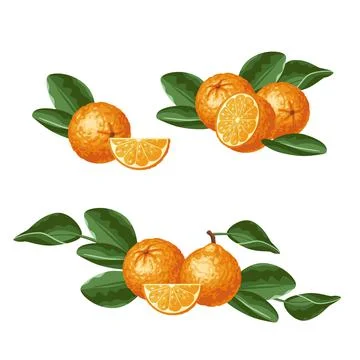A set of oranges isolated from each other Stock Illustration