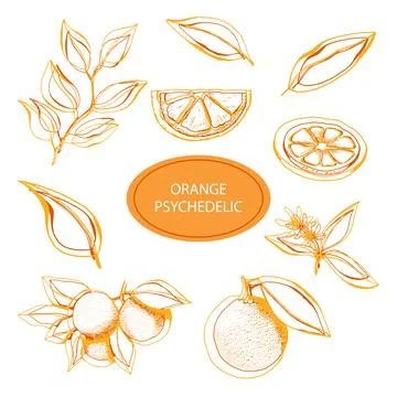 Set oranges psychedelic. Hand drawn sketch Stock Illustration