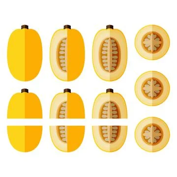 Set of Orangetti Spaghetti Squash. Flat Stock Illustration