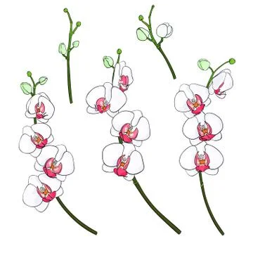 Set orchids branches Stock Illustration
