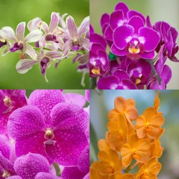 Set orchids Stock Photos