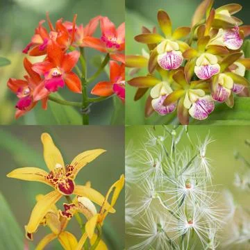 Set orchids Stock Photos