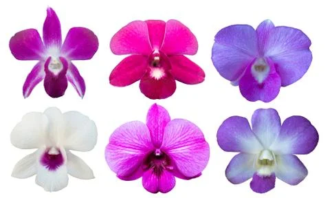 Set Orchids on a white background Stock Photos