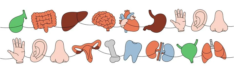 Set of organs one line colored continuous drawing. Heart, kidneys, tooth, brain Stock Illustration