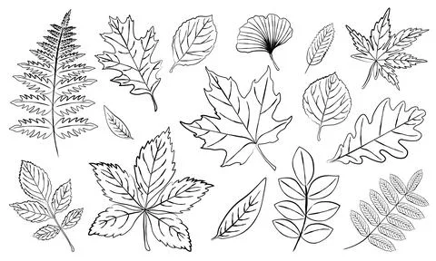 Set of outline leaves in different shapes maple, oak, fern, ginkgo. It is p.. Stock Illustration