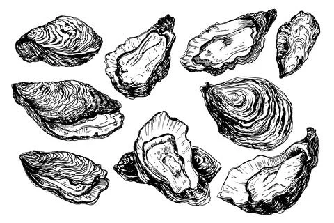 Set of oyster shells Stock Illustration