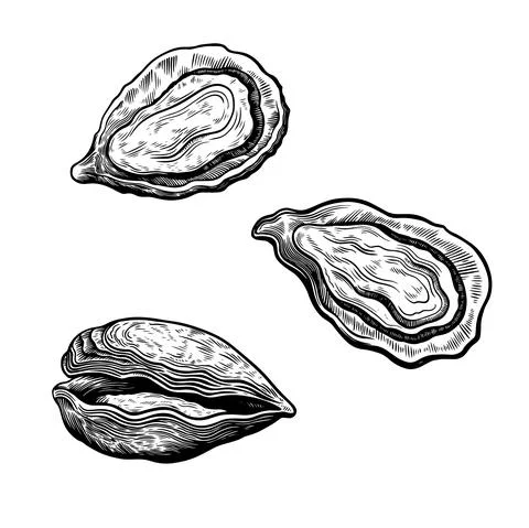 Set of oyster shells isolated on white background in vintage retro sketch Illustrazione stock
