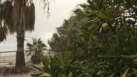 Set of palm trees with other plants with the sky in the background near the M Stock Footage 137566507