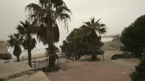 Set of palm trees with the sky in the background near the Mediterranean sea o Video stock 137387064