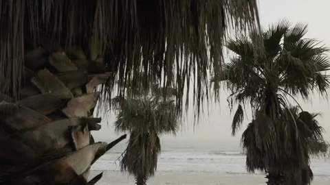 Set of palm trees with the sky in the background near the Mediterranean sea o Stock Footage 137566504