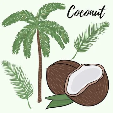 Set of palms, branches and coconuts. A whole and broken coconut. Palm branch Stock Illustration