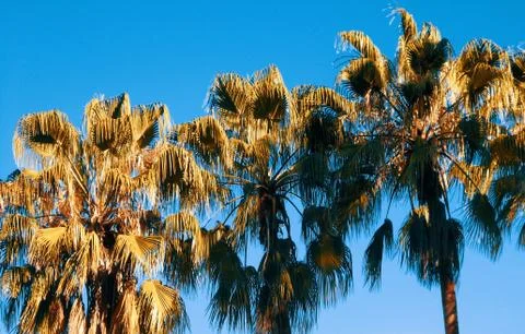 Set of palms 스톡 사진