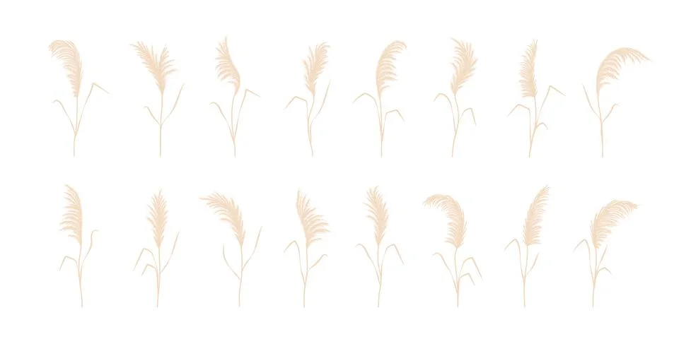 Watercolor Tropical Banner With Dry Pampas Grass And Gold Textures Hand  Painted Exotic Plant Isolated On White Background Floral Illustration For  Design Print Fabric Or Background Stock Illustration - Download Image Now 