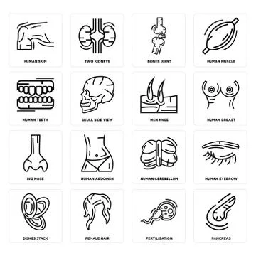 Set of Pancreas, Fertilization, Dishes Stack, Human Cerebellum, Big Nose, Men Free Stock Illustration