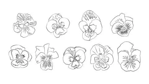 Set of pansies flowers vector Stock Illustration
