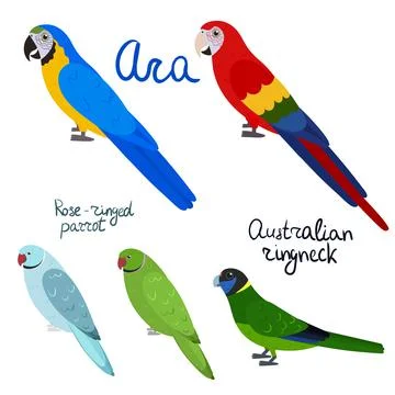 Set of parrot - ara, rose-ringed, australian in cartoon style on white Stock Illustration