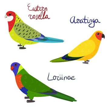 Set of parrot - eastern rosella, aratinga sun parakeet , loriinae, in cartoon 스톡 일러스트