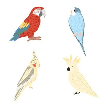 Set parrots isolated on white background. Cute characters birds cockatoo, ara Stock Illustration