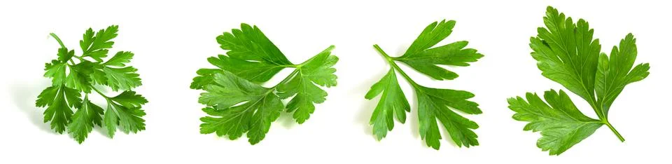 Set of parsley leaves on a white background. Isolated greens close-up. Stock Photos