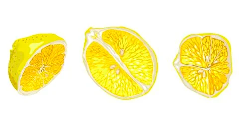 Set with parts of lemon fruit in different forms Stock Illustration