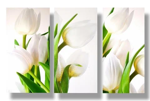 Set of patterns, white tulips on a white background Stock Illustration