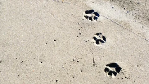 A set of paw prints on the sand Stock Footage 295390076