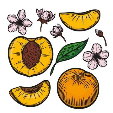A set of peaches in the style of line drawing Stock Illustration