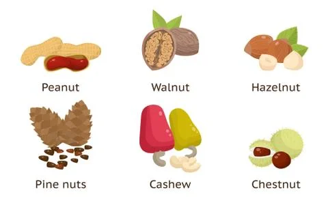 Set of peanut, walnut, hazelnut, pine nuts, cashew, chestnut. Vector Stock Illustration
