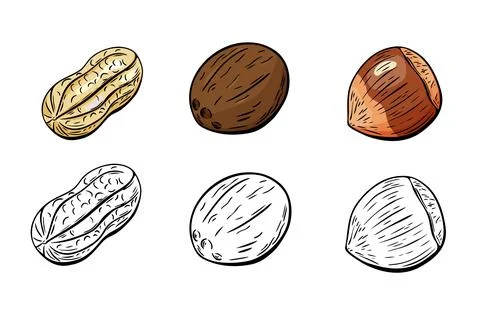 Set of peanuts coconuts and hazelnuts in color and outline Stock Illustration