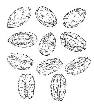 Set pecan. Nuts with shell and unshelled. Vector vintage engraving illustrati Illustrazione stock