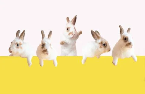 Set of peeping bunnies. Group of easter fluffy rabbit sitting together Foto stock