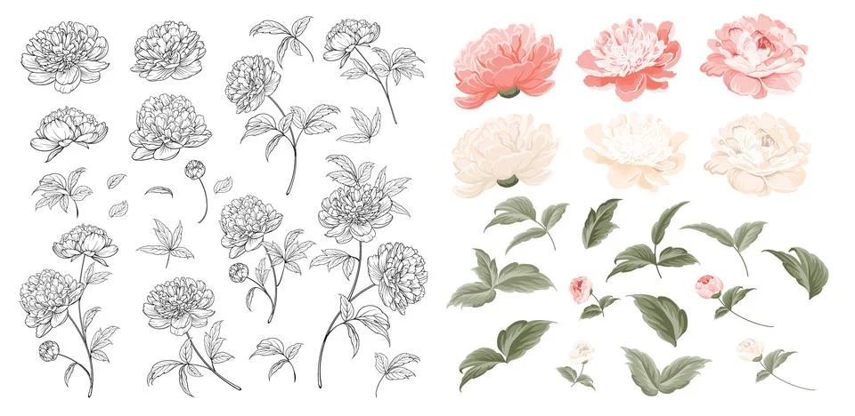 Set of Peonies flowers elements. Collection of peony isolated on white Stock Illustration